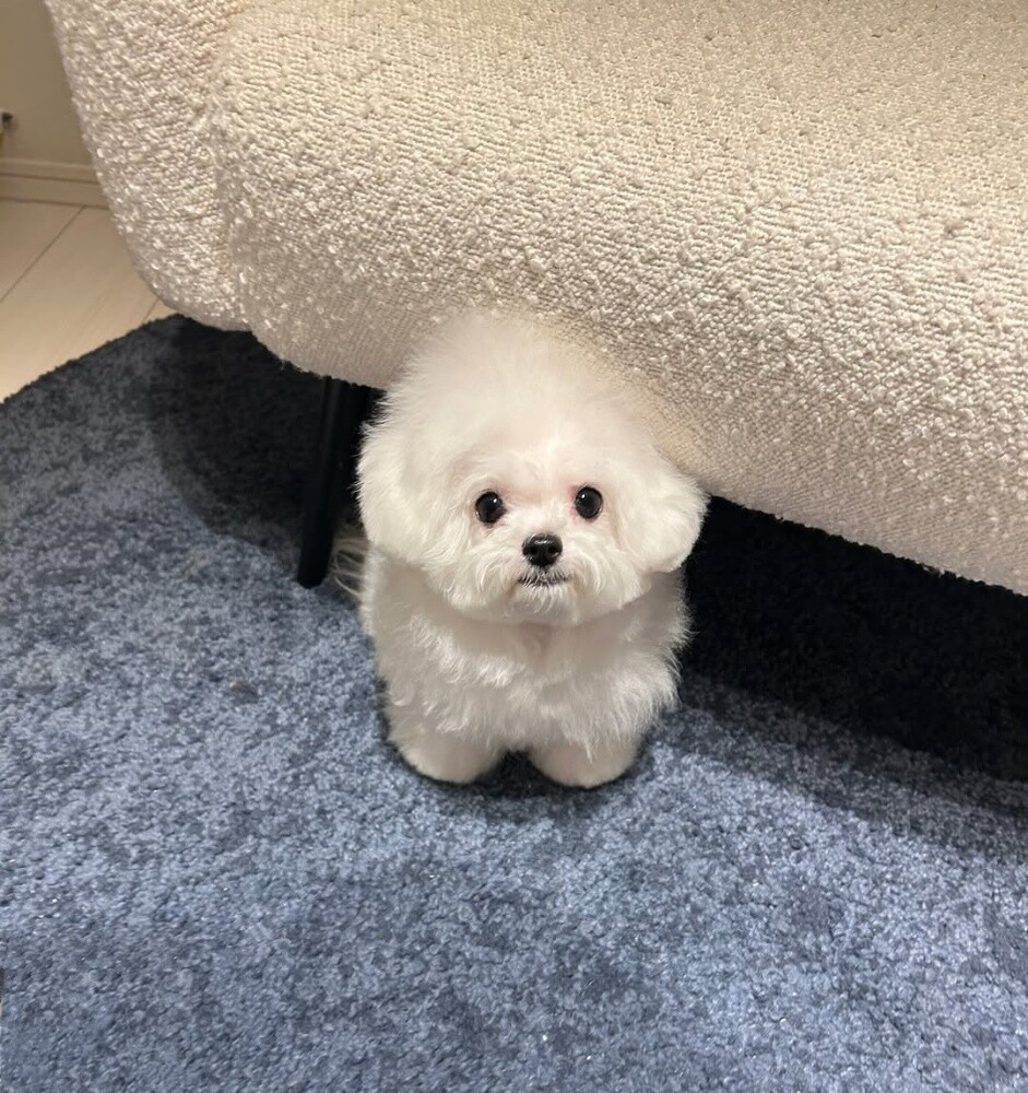 Maltese Puppy - 1