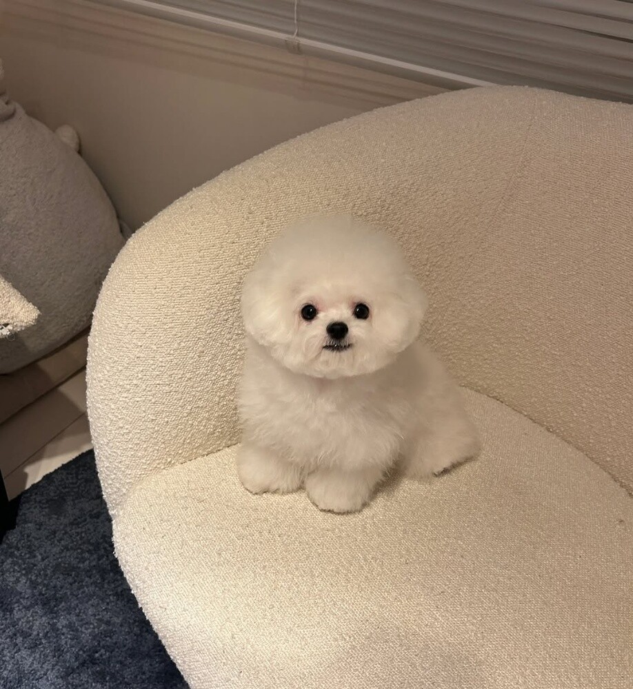 Maltese Puppy - 3