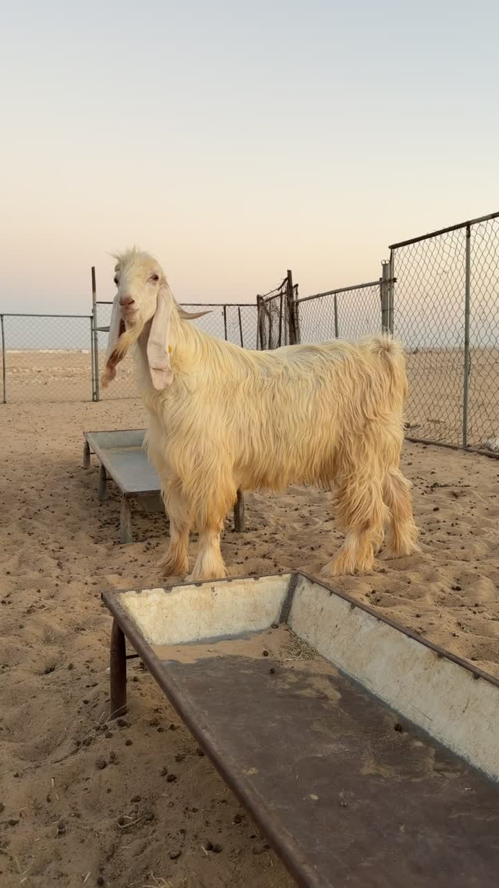 فحل عارضي ابيض - 1
