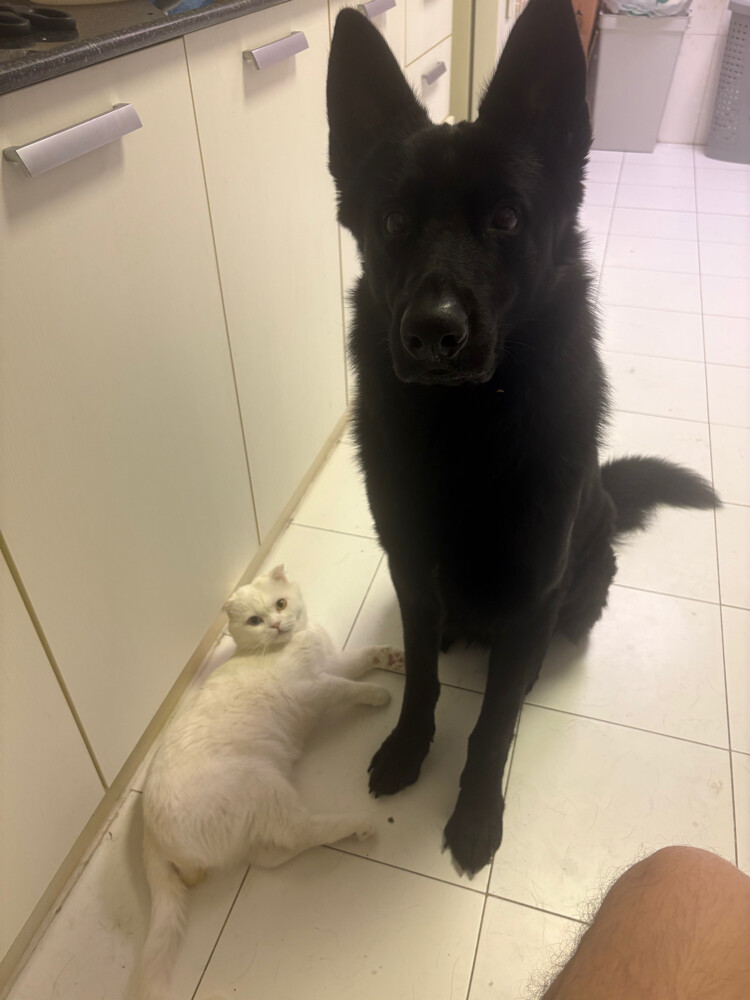 Male dog for mating. - 4