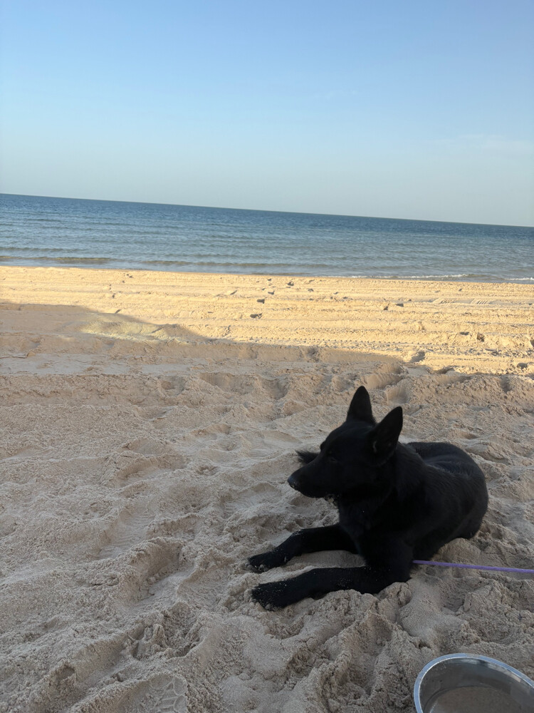 Male dog for mating. - 2