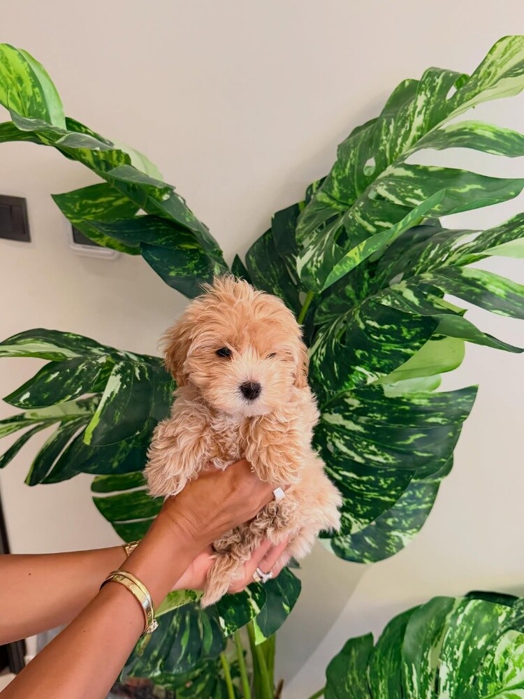Maltipoo puppy55873920 - 1