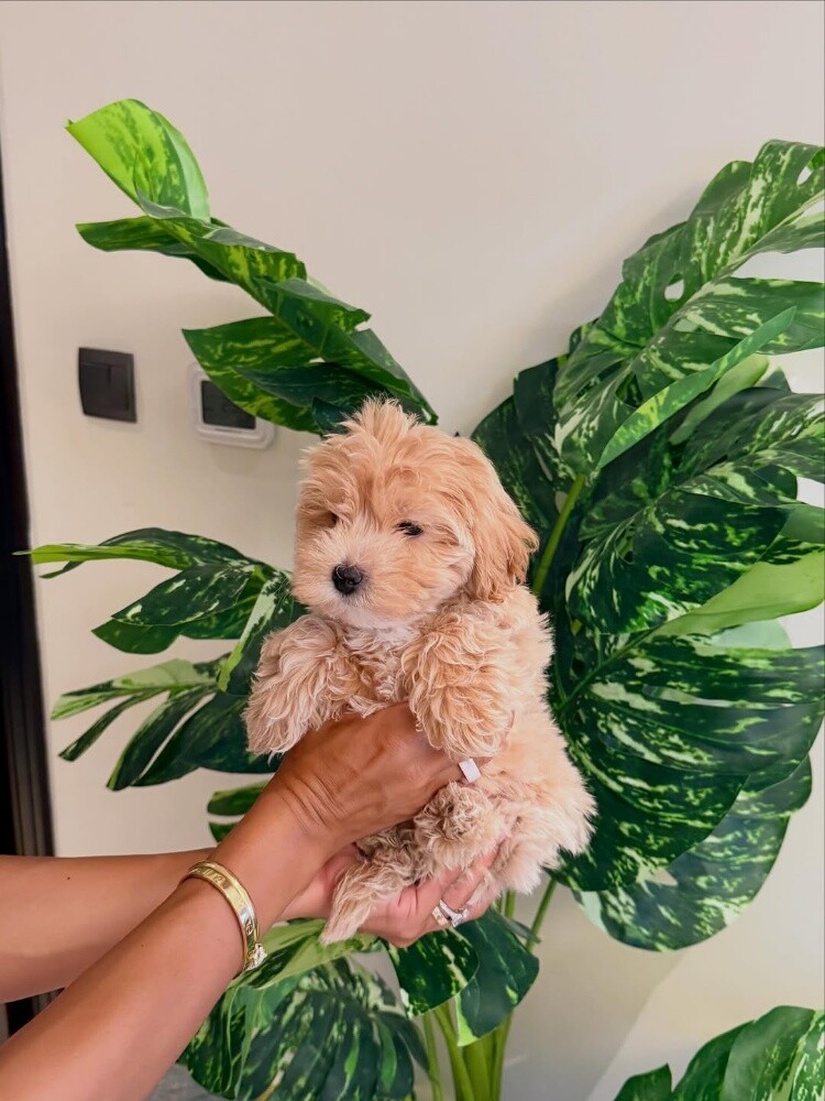Maltipoo puppy55873920 - 2