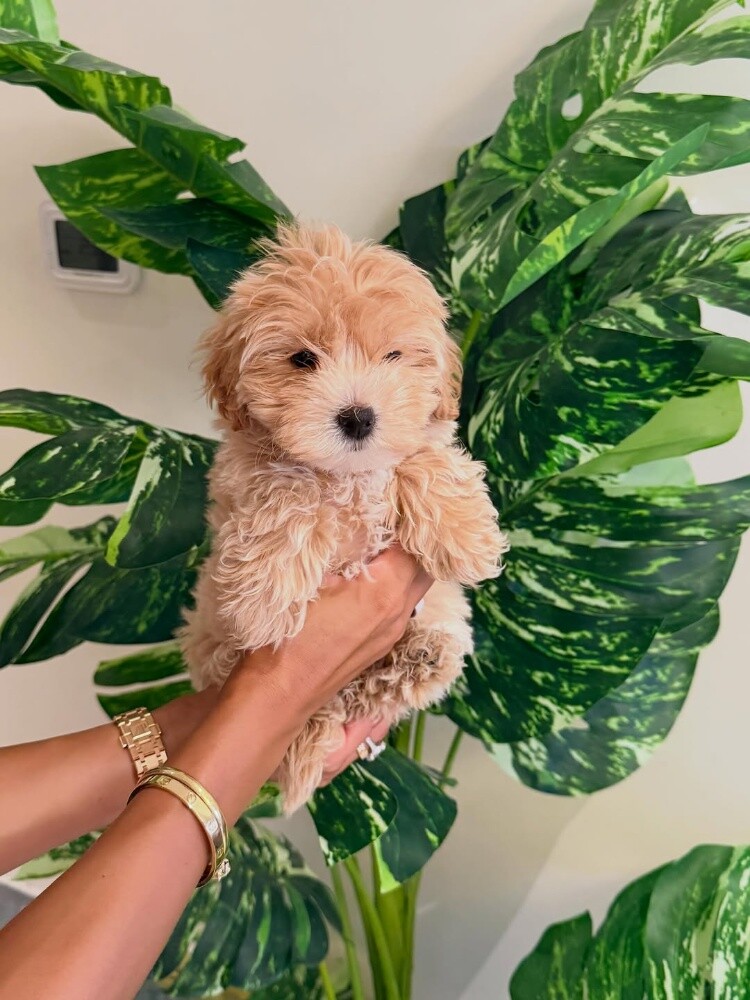 Maltipoo puppy55873920 - 3