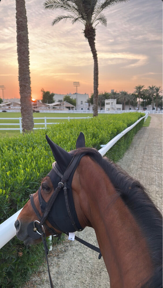 خيل قفز - 4