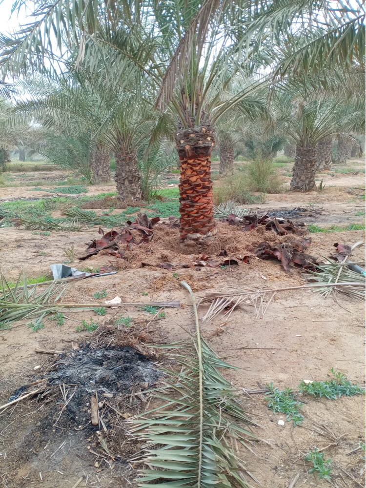 توريد وتركيب النخل - 7