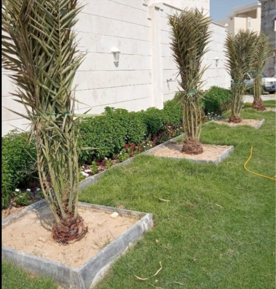 توريد وتركيب النخل - 21