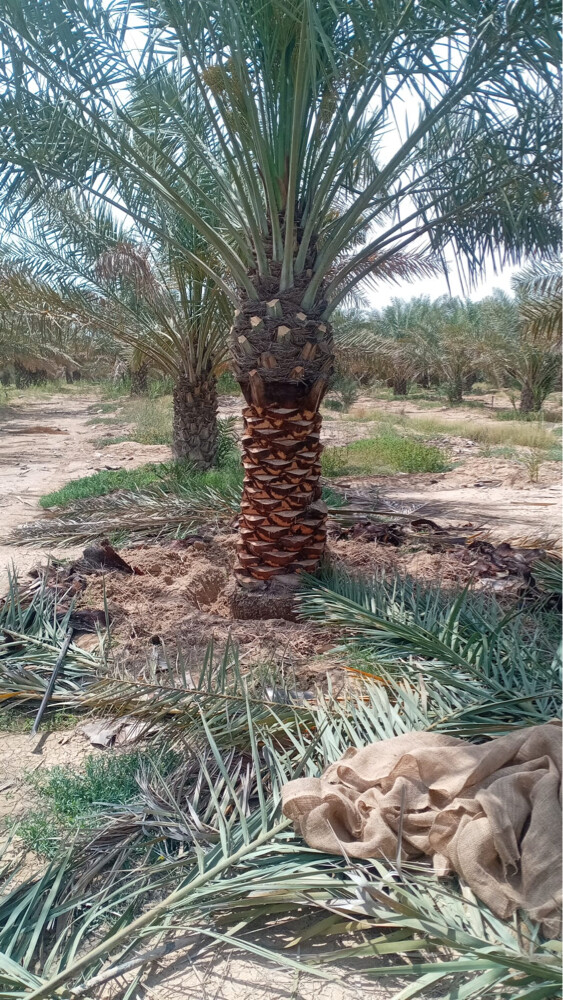 توريد وتركيب النخل - 2