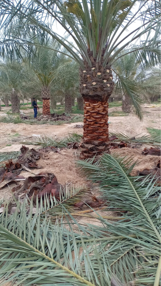 توريد وتركيب النخل - 3