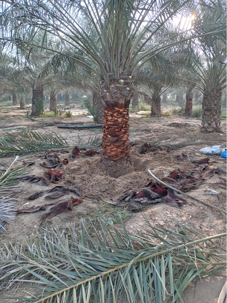 توريد وتركيب النخل - 6