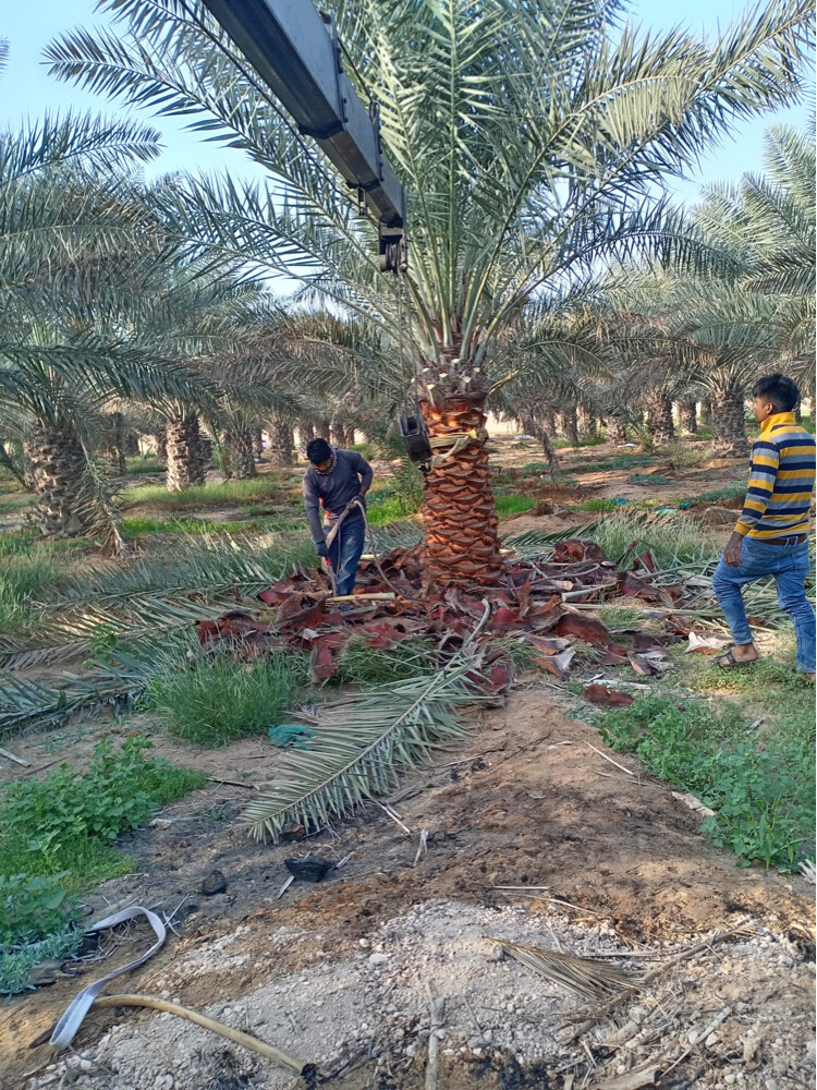 توريد وتركيب النخل - 25