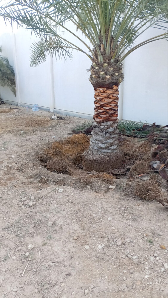 توريد وتركيب النخل - 23