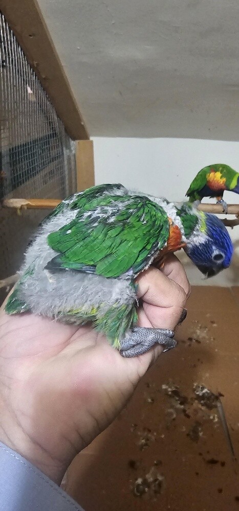 lory baby - 1