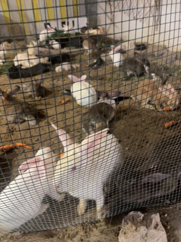 Rabbits for sale - 3