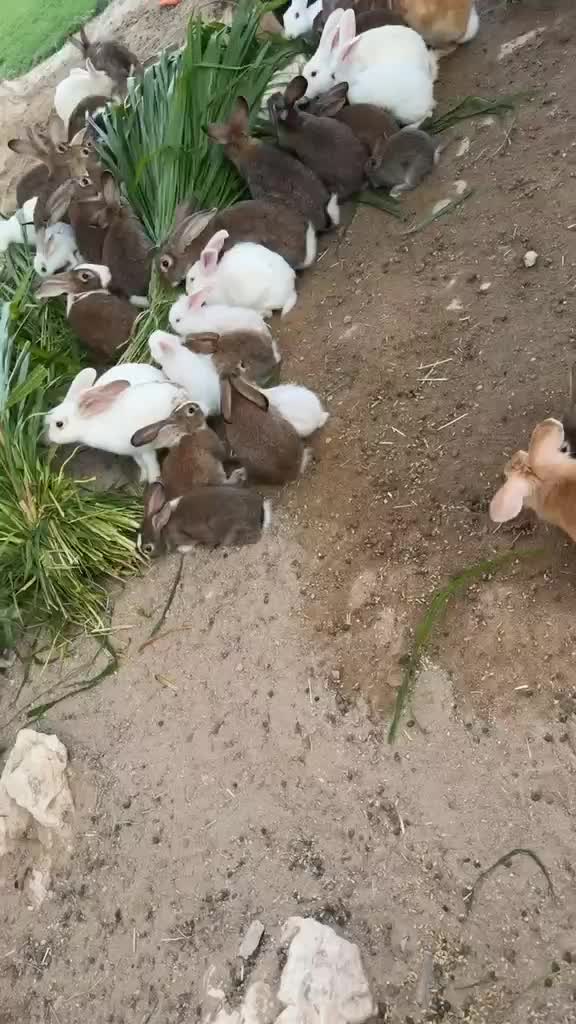 Rabbits for sale - 1