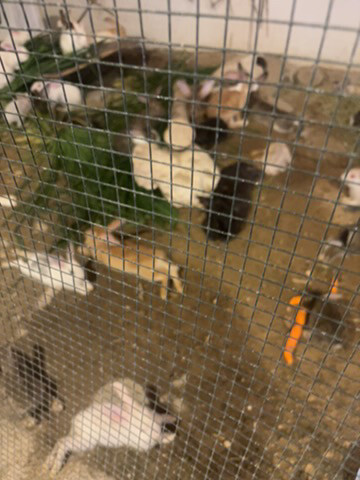 Rabbits for sale - 2