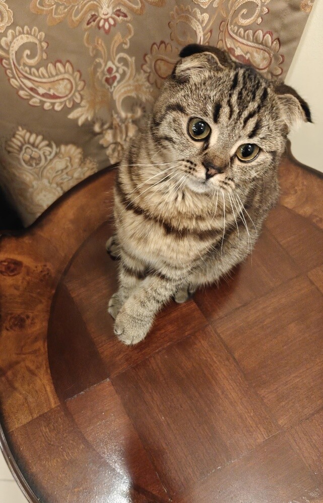 Scotch fold kitten (female) - 2