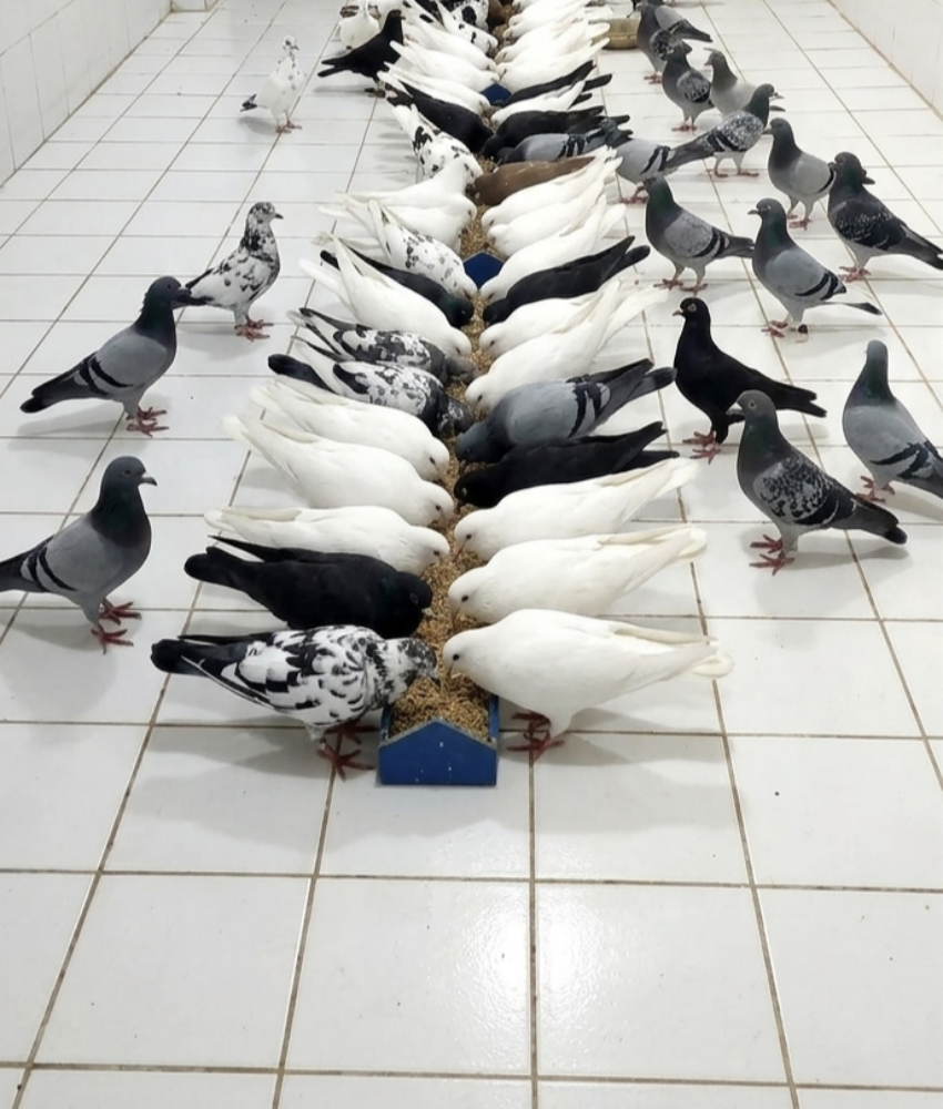 A beautiful pegion collection - 1