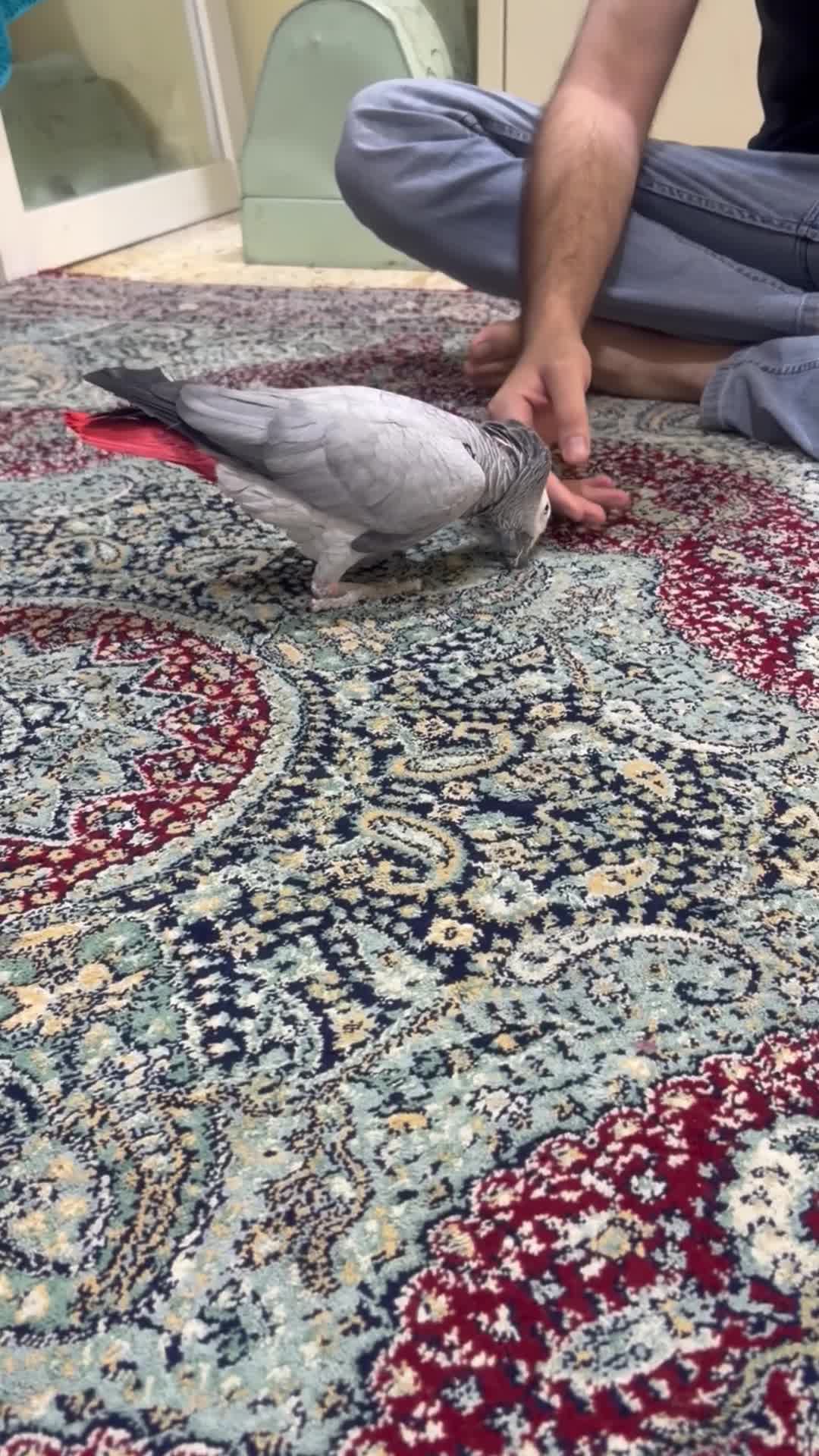 للبيع: ببغاء أفريقي رمادي  - 6