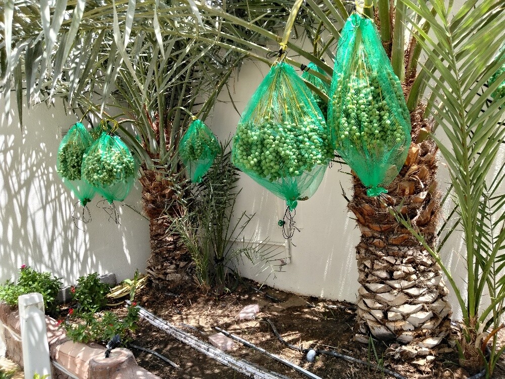 نخيل - 2