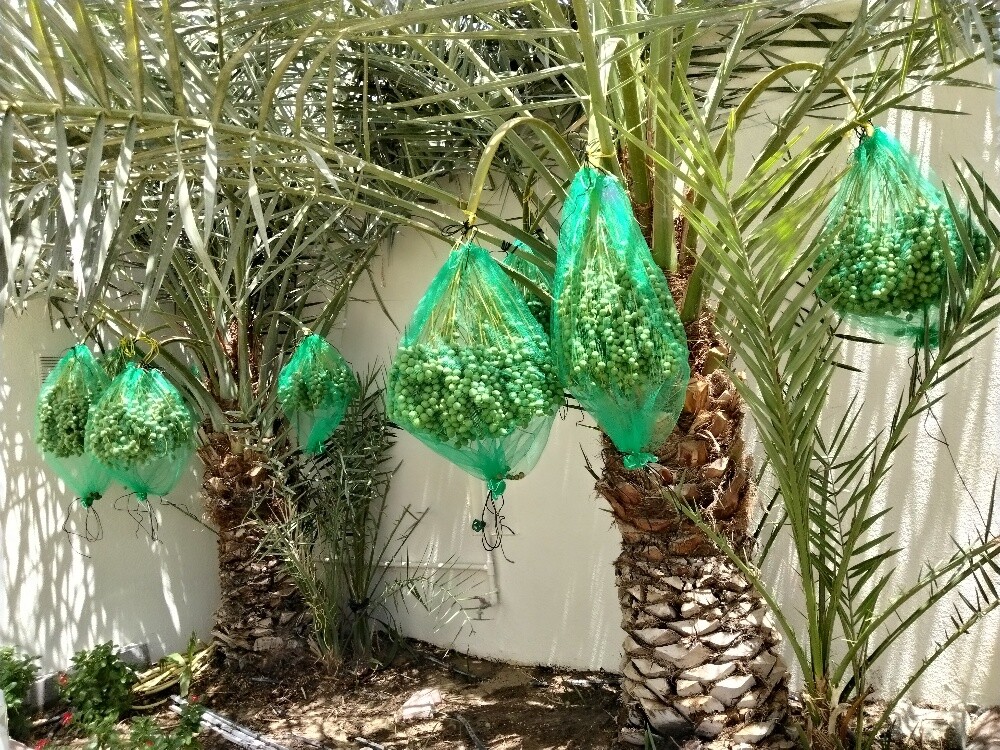 نخيل - 1