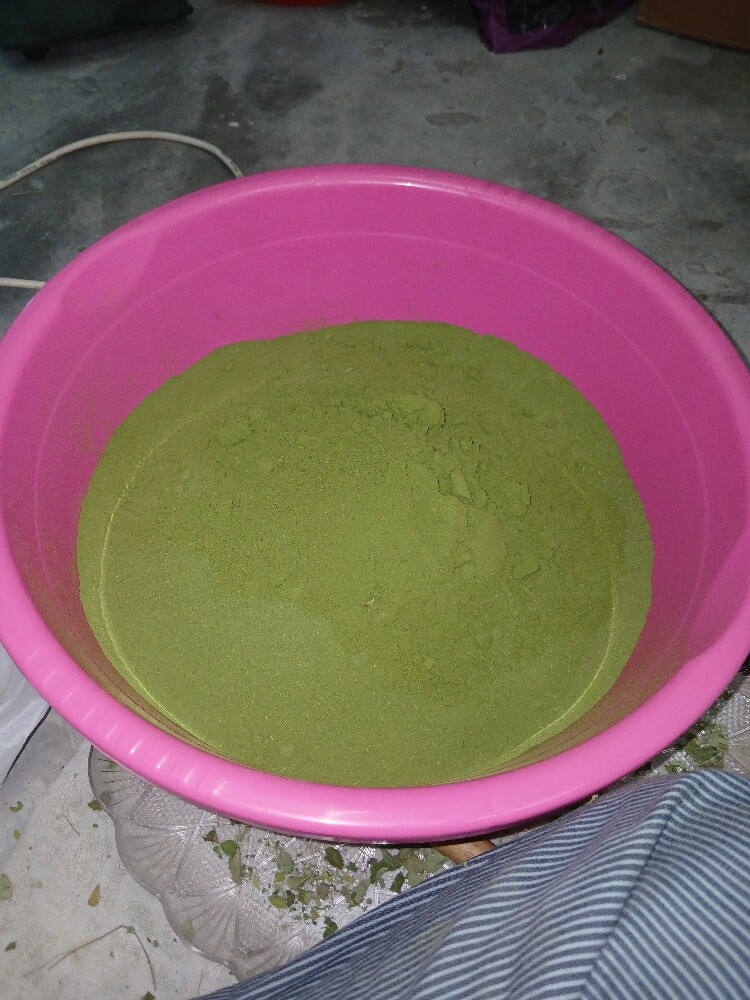 homemade moringa powder - 2