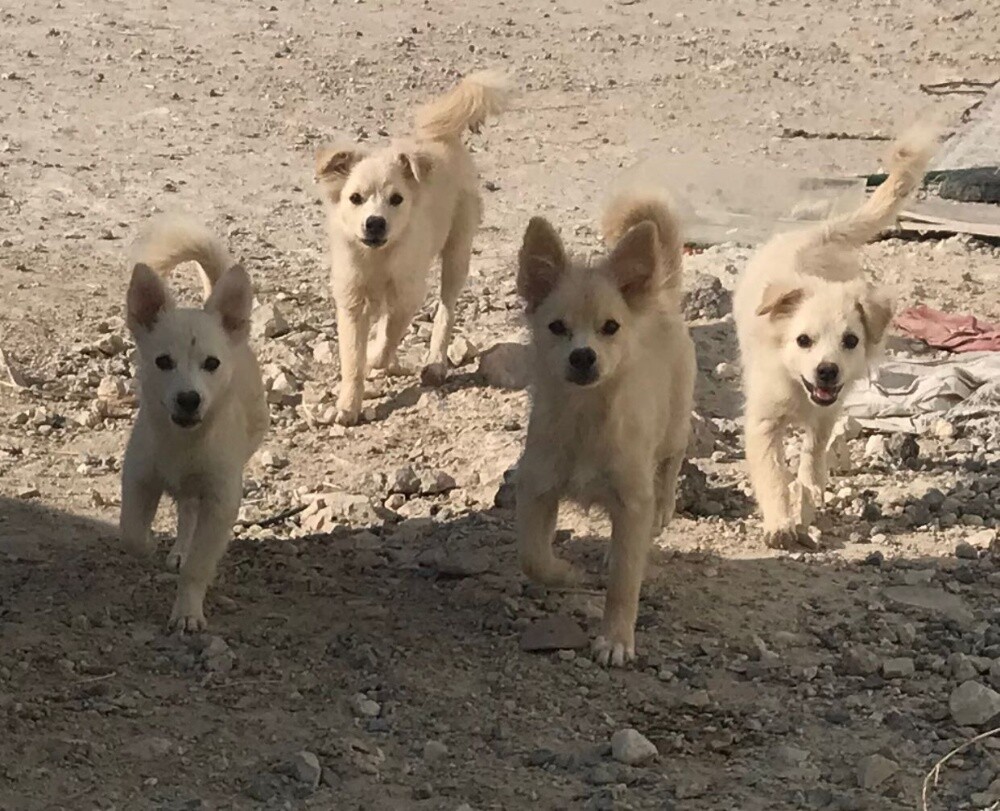 dog - 3