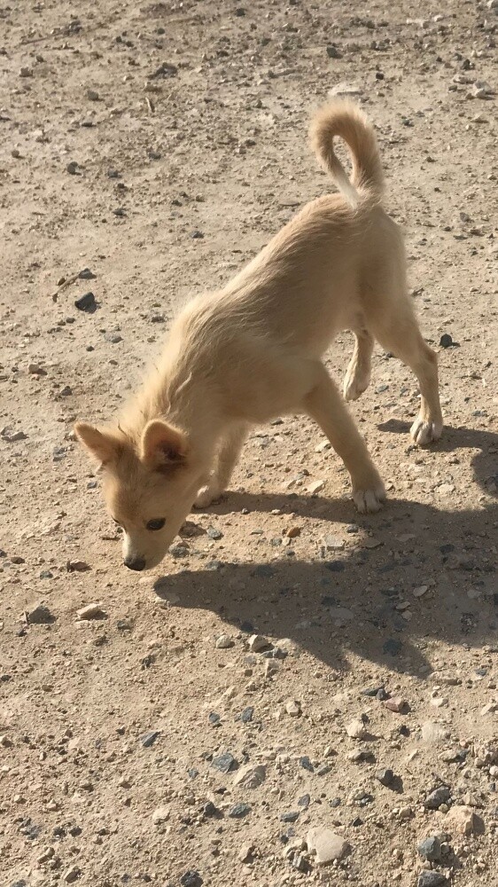 dog - 1