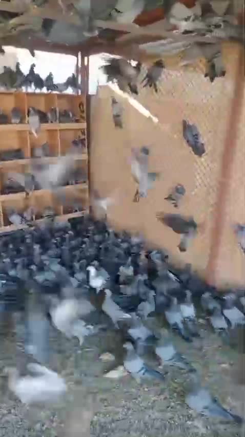 للبيع حمام هرى انتاج  - 1