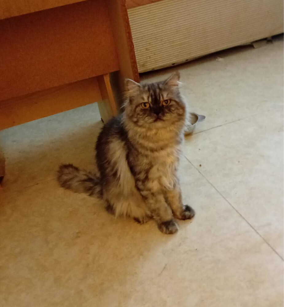 pet cat - 1