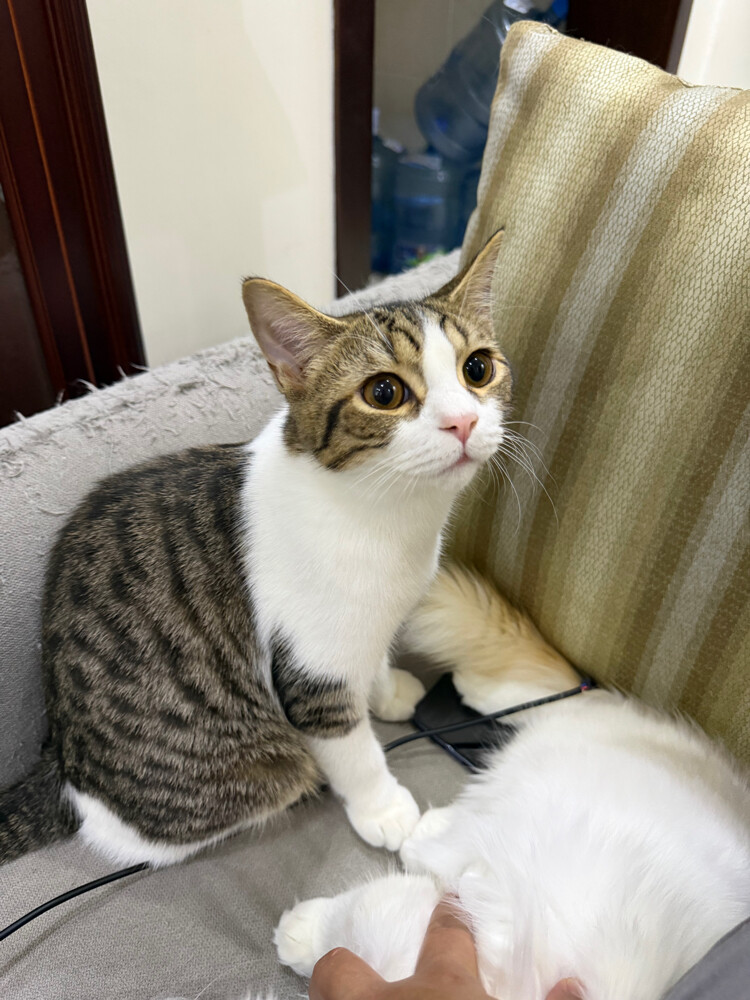 domestic  cat - 6