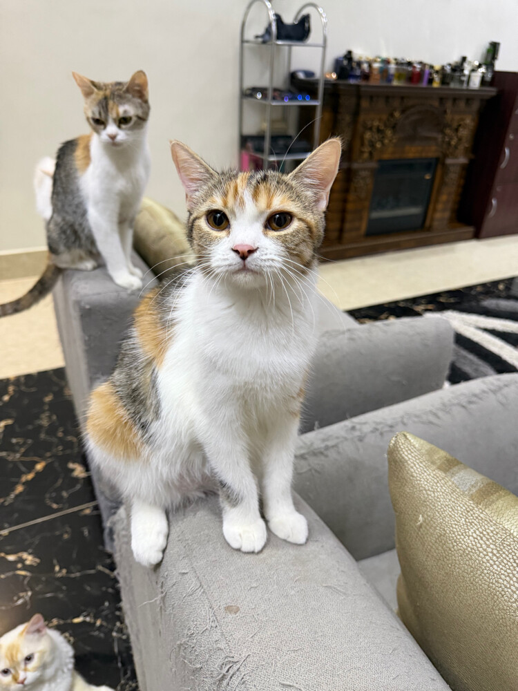domestic  cat - 5