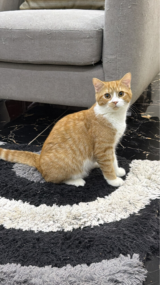 domestic  cat - 3