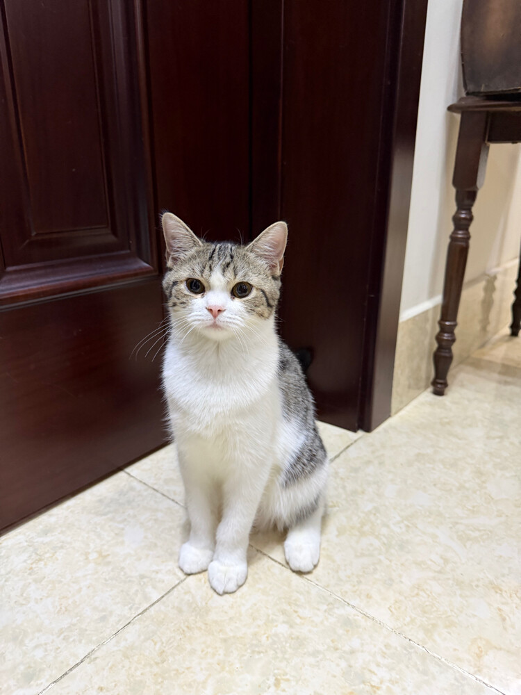 domestic  cat - 4