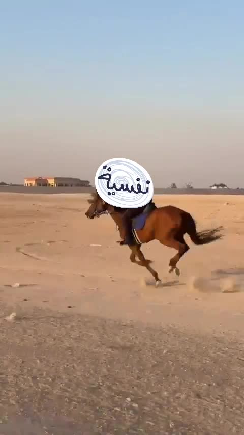 ثوروبريد خصي - 2