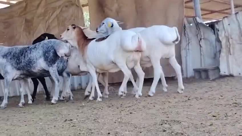 للبيع شويهات بربر طيب - 1