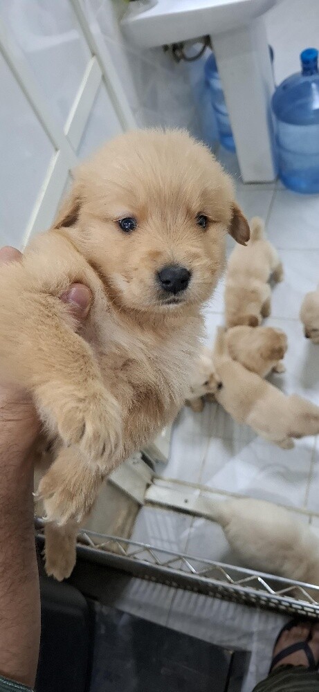 golden - 15