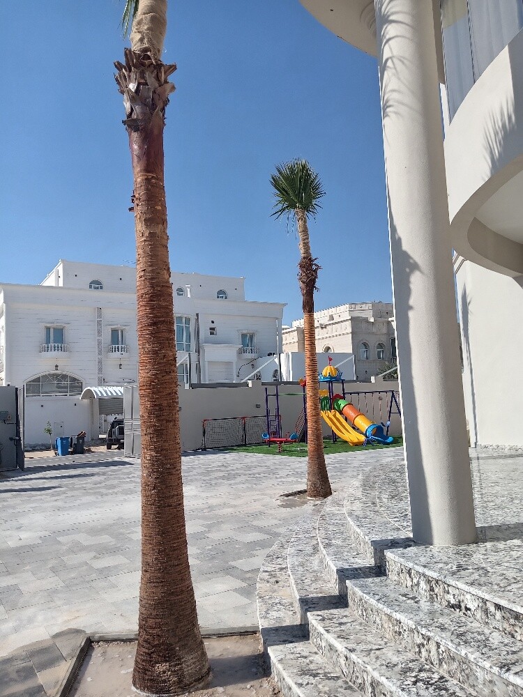 الوشنطنيه - 4