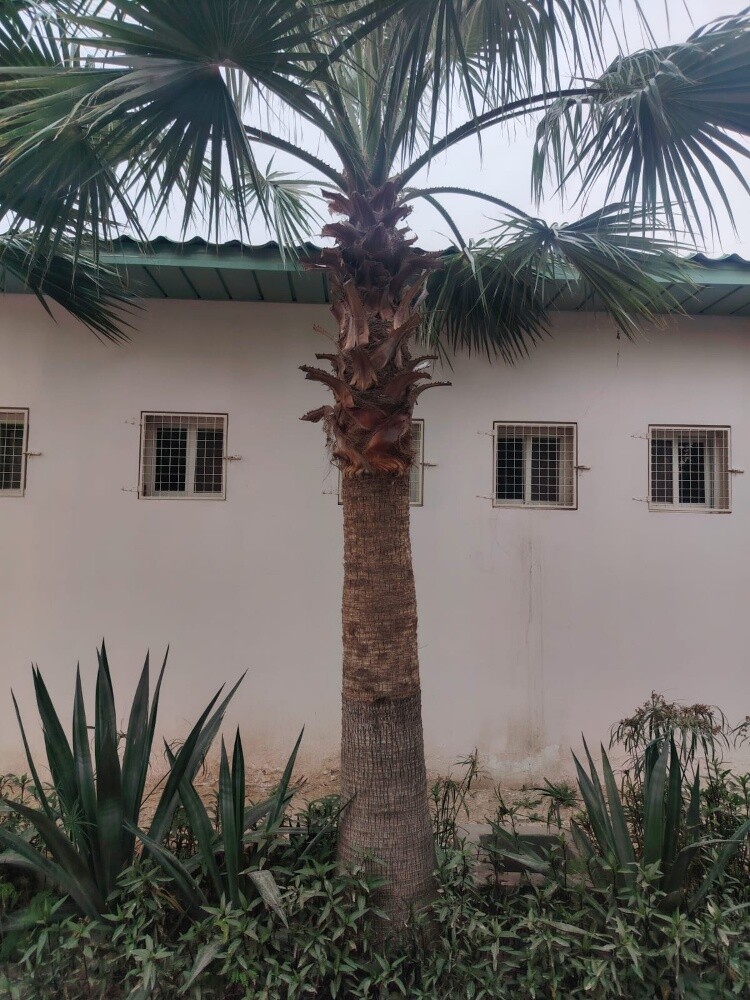 الوشنطنيه - 1