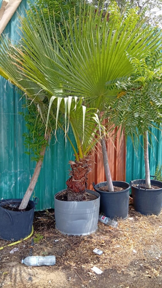 الوشنطنيه - 3