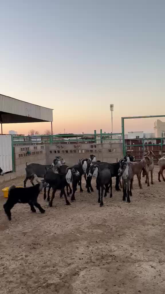 معزا وليد - 1