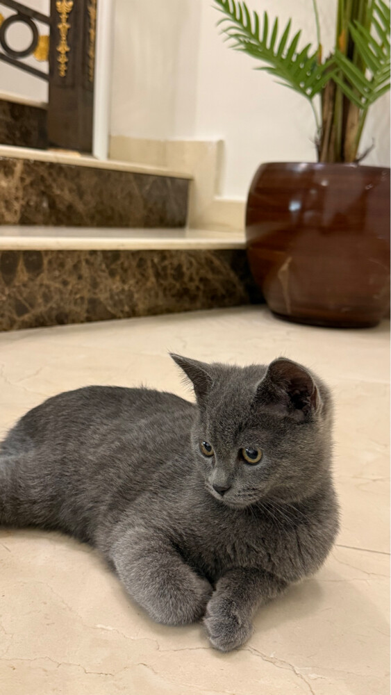 Oscar  - 1