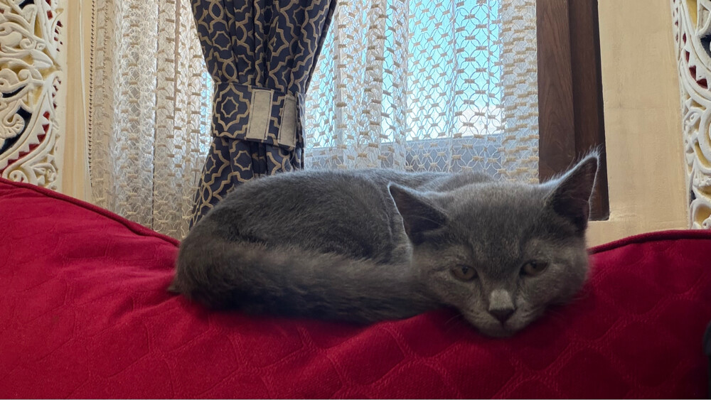 Oscar  - 2