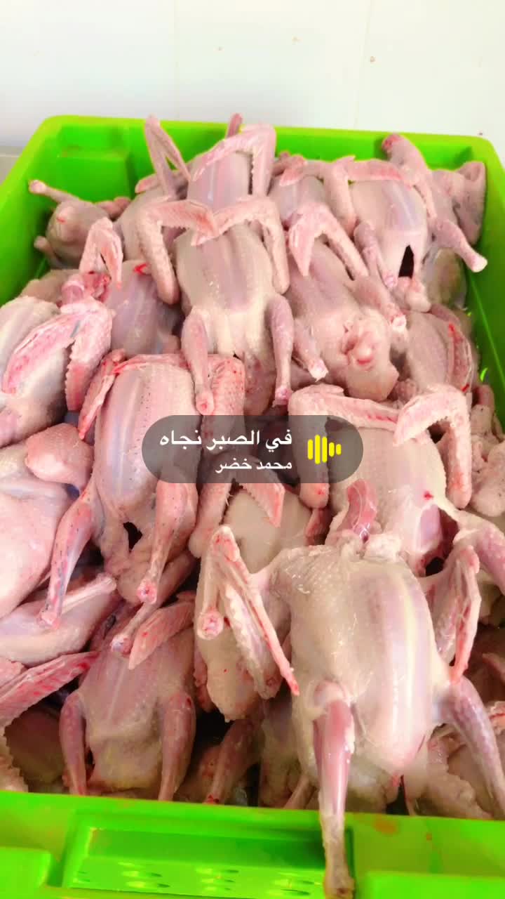 حمام لاحم سمين حق الاكل - 1