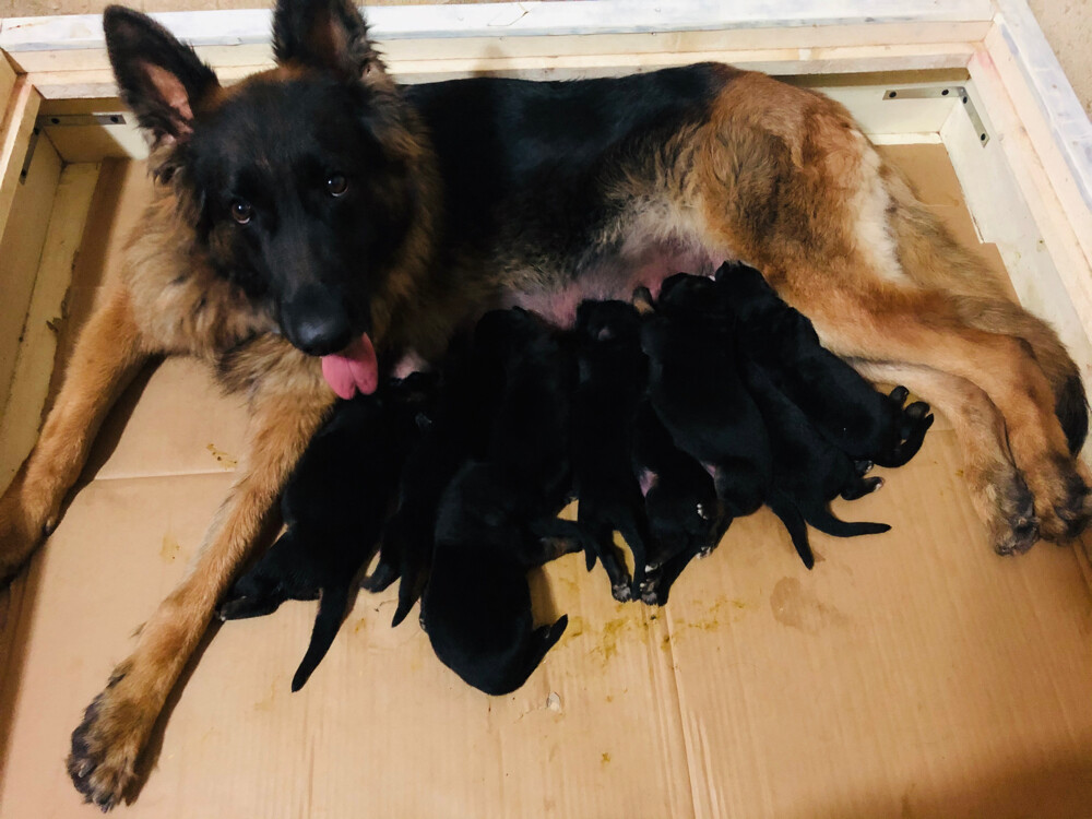 Female German Shepherd show Line  - 1