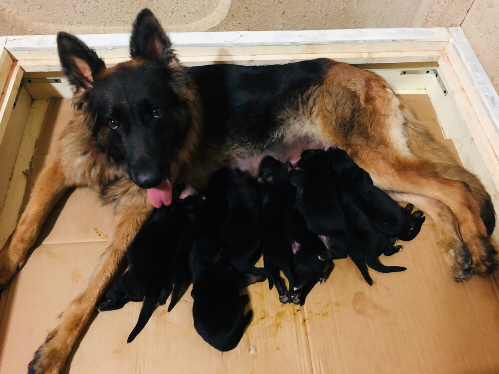 Female German Shepherd show Line  - 4