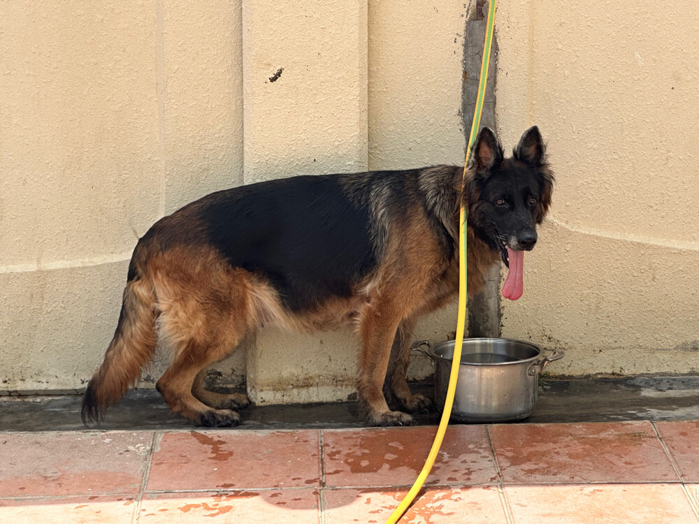 Female German Shepherd show Line  - 3
