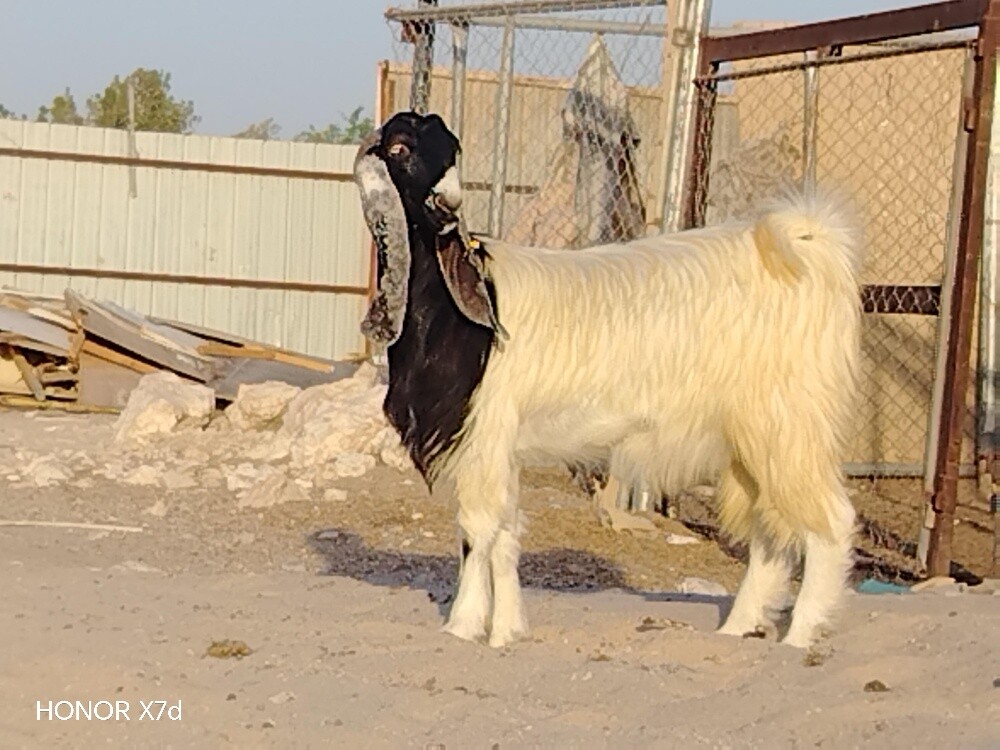 جمده حقبا تنية جاهز الفحل - 1