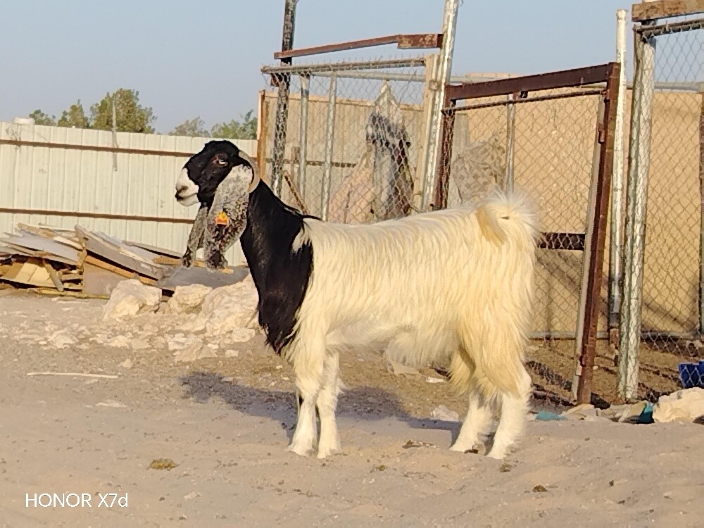 جمده حقبا تنية جاهز الفحل - 2