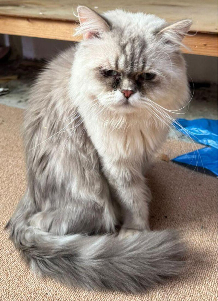 cat for sale  - 1